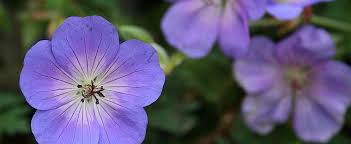 Johnson 's blue geranium is a favorite for planting in cottage gardens borders containers and even as a ground cover. Geranium Cranesbill Hardy Geranium Geranium Rozanne