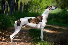 Greyhound Dog Breed Information