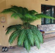 Image result for Cycas thouarsii