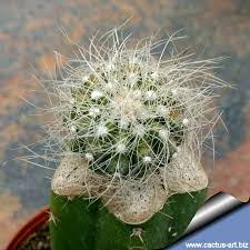 The schlosser cactus can grow up 8 inches tall. Copiapoa Krainziana