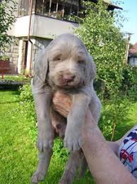 Image result for výmarský dlouhosrstý ohař