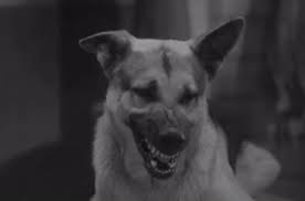 Don T Bite The Hand That Feeds You Gif Https Encrypted Tbn0 Gstatic Com Images Q Tbn 3aand9gcqwlbk23accrwtd0rucf4dd2jaiqpdc5kre8q Usqp Cau