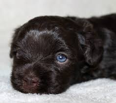 Pebbles the cavapoo puppy 🐶🐾. Havahug Havanese Puppies Havahug Havanese Puppies Of Michigan