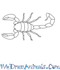 Check spelling or type a new query. How To Draw A Scorpion