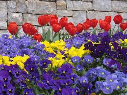 Con fiori profumati, appartenente alla famiglia delle rosaceae. Fiori Primavera Fiorista Fiori Primaverili