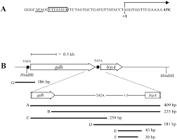 Boster kopling atau clutch boster hino lohan. An Lrp Like Transcriptional Regulator From The Archaeonpyrococcus Furiosus Is Negatively Autoregulated Journal Of Biological Chemistry