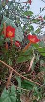 Image result for Ipomoea hederifolia
