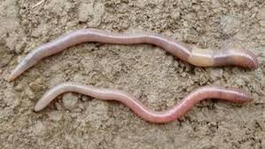 All Worms Are Not Equal Heres How To Identify The Ones In