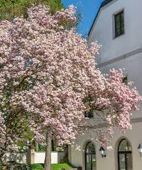 Image result for magnolia soulangeana