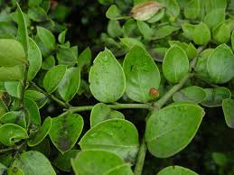 Image result for Carissa spinarum