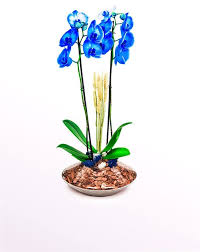 Space Iki Dal Mavi Orkide Orkideler Mavi Orkide Cicek