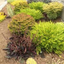 We did not find results for: Breath Of Heaven Coleonema Pulchellum Sunset Gold Garden Org