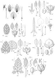 Image result for Convolvulus farinosus