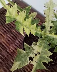 Image result for Acanthus montanus