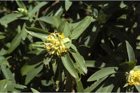 Image result for Gnidia goetzeana