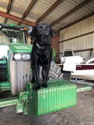We deliver all of texas, louisiana and arkansas & oklahoma. Akc Lab Breeder Texas Best Lab Breeder South East Texas Louisiana