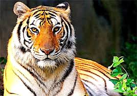 Check spelling or type a new query. Harimau Keterangan Jangkauan Makanan Subspesies Pembiakan Musuh Foto Dan Video Haiwan