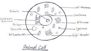 Maybe you would like to learn more about one of these? How To Draw Animal Cell Step By Step Biology Diagram Animal Cell Diagram Youtube