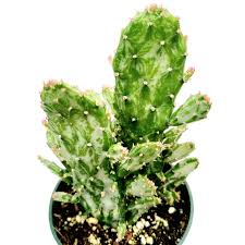 Image result for Opuntia monacantha