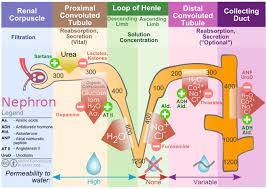 Renal Filtration Description Kidney Nephron Molar Transport Diagram Svg Loop Of Henle Physiology Renal Physiology