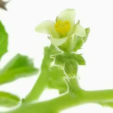 Image result for Jatropha scaposa