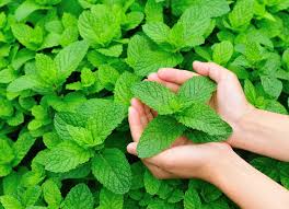 Satu ramuan menonjol karena aplikasi obat dan kulinernya, dan itu adalah mint. Spearmint Vs Peppermint Ketwaree Wongsuphan