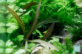 Image result for Hygrophila