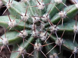Cactaceae, las cactáceas, son conocidas en conjunto como cactos, cactus o cacti. Origen Evolucion Y Cuidados De Los Cactus Jardineria On