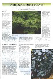 Image result for Oleandra distenta