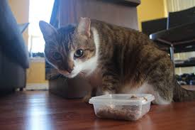 There are a lot of human foods that cats find interesting such popcorn or ice cream i've even recently discussed whether cats can or cannot eat peanut butter, but i thought i would bring up whether or not cats are able to eat raw. Can Cats Eat Cashews Or Are They Toxic Poisonous To Them