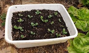 Check the list of best seed banks around the world that is going to be able to ship to your home without raising any suspicions. How To Store Seeds Correctly And Why It Is Vitally Important