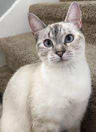 My Little Pretty Kitty Music Indieartist Chicago Cats Pretty Cats Tabby Cat