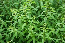 Image result for Verbenaceae