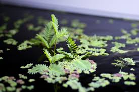 Image result for Neptunia oleracea