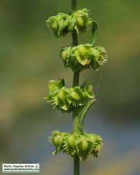 Image result for Rumex pulcher
