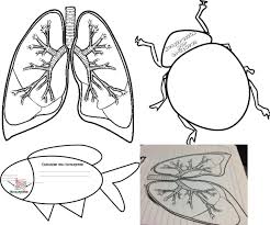 Los animales que respiran por las branquias son animales acuáticos de agua. Fabuloso Material Interactivo De Tipos De Respiracion Branquias Pulmones Y Traquea En Los Seres Vivos Seres Vivos Respiracion Materiales Didacticos