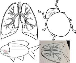 14 ejemplos de animales que respiran por la piel. Fabuloso Material Interactivo De Tipos De Respiracion Branquias Pulmones Y Traquea En Los Seres Vivos Seres Vivos Respiracion Materiales Didacticos