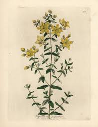 Image result for Hypericum quartinianum