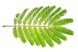 A leaf can be described as a thin and flat structure that is found in almost all plants. Campus 1 Karteikarten