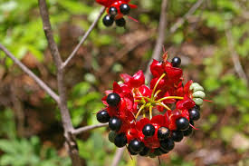 Image result for Ochna natalitia