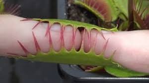 Maybe you would like to learn more about one of these? 2 Pinky Fingers Vs Large Venus Flytrap Youtube