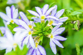 Image result for Goodeniaceae