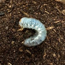 カブトムシ 幼虫