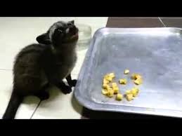 Didunia ini ada beberapa jenis musang yang bisa kita ketahui dan mungkin memang sudah. 12 Cara Mengatasi Musang Yang Tidak Mau Makan Arenahewan Com