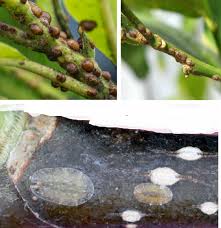 Image result for puklice