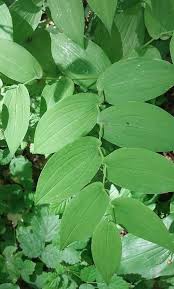 Image result for Streptopetalum