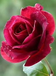 Premsaral Source Something To Say Flowers Schone Blumen Blumen Pflanzen Schone Rose