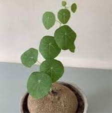 Image result for Salacia erecta