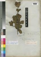 Image result for Strychnos innocua