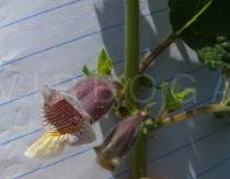 Image result for Ceratotheca sesamoides